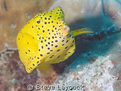 Ostracion cubicus, -  love the scientific name, = cube bo... by Steve Laycock 
